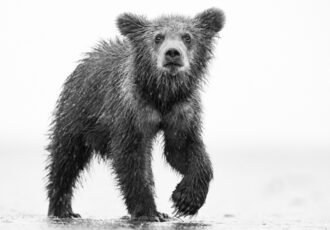 black and white photograph of a curious bear cub