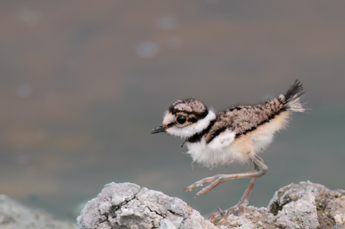 digital photo of a young bird on the run