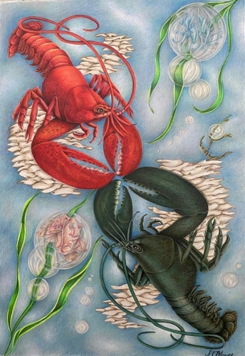 colored pencil drawing of lobsters