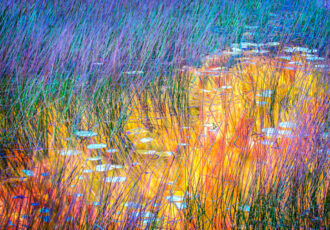 vibrantly colorful fine art photo of wetlands