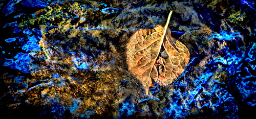 Fine art photo closeup of a leaf in fall