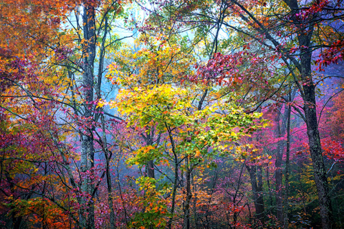stunning fine art photo of fall colors in forest