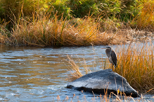 photo of a heron on a river