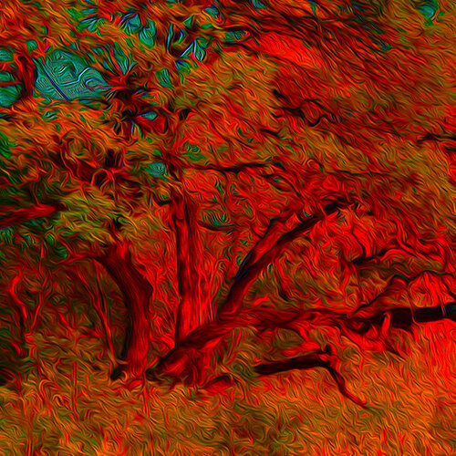 bold and striking digital image of a forest