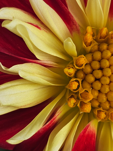 fine art photo detail shot of a flower