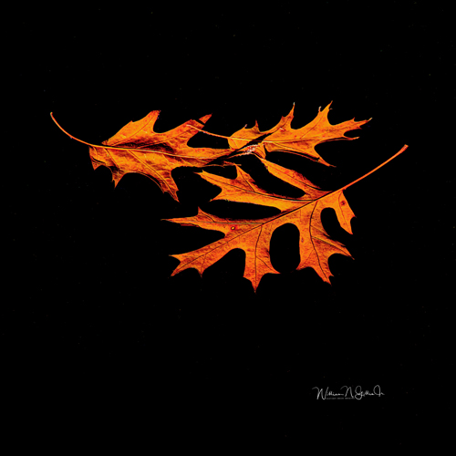 fine art photo of three fall leaves