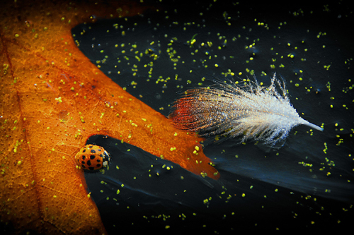 fine art photo of a feather and leaf