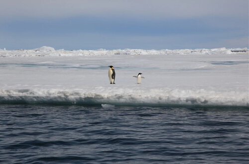 photograph of a penguin and chick in Antarctica