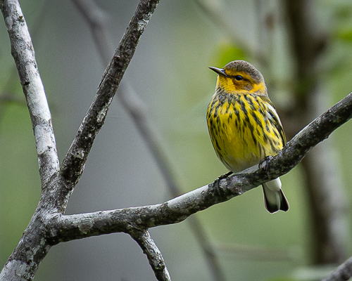 photo of a Cape May Warbler