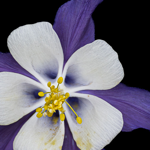 Columbine photo
