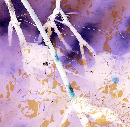 macro photograph of roots with reverse colors by John Hintz