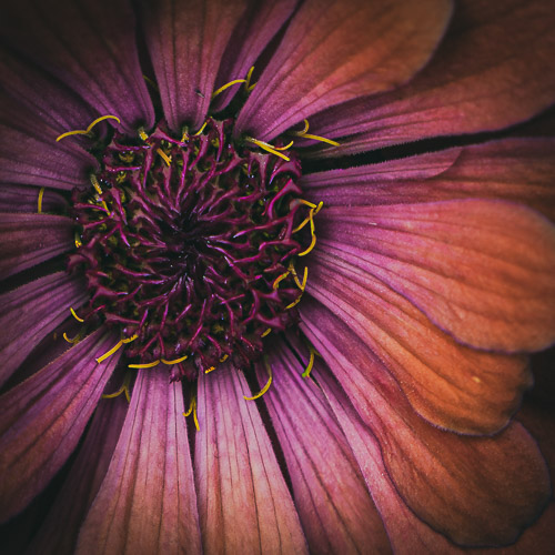 closeup photo of a magenta flower