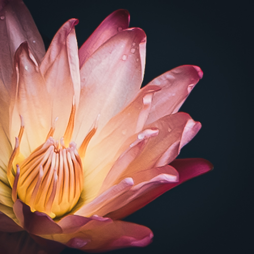 dramatic photo of a waterlily