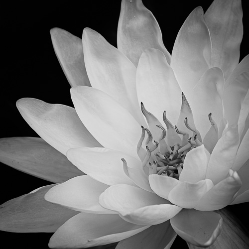 black and white floral photograph