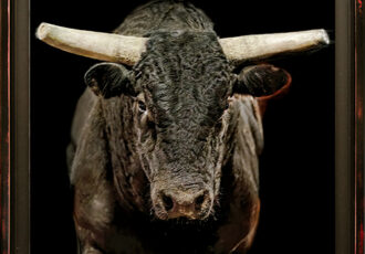 photograph head-on of a bull
