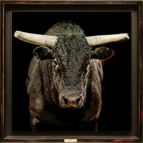 photograph head-on of a bull