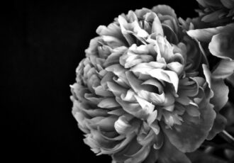 black and white photo of a peony
