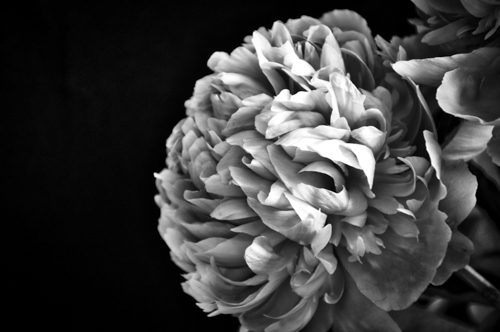 black and white photo of a peony