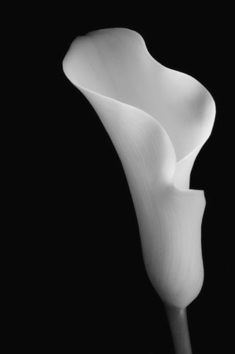 elegant black and white photo of a calla lily