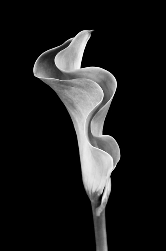 photograph of a calla lily in black and white