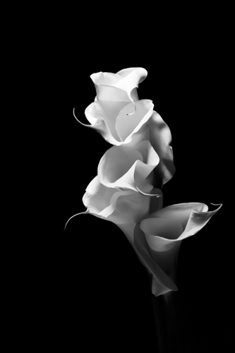 black and white floral photo