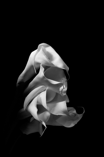 black and white floral photography