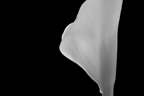 black and white calla lily photo