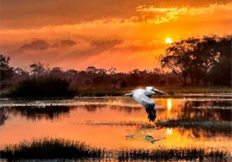 painting of pelicans on the water at sunset