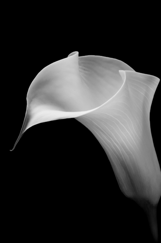 black and white photo of a calla lily