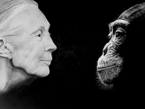 graphite drawing of Jane Goodall and a chimp