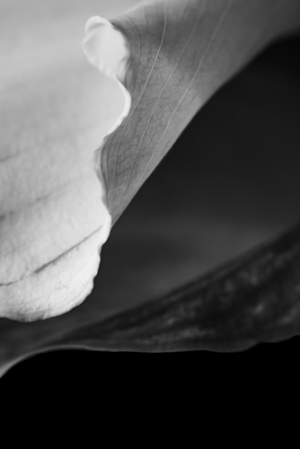 black and white floral photograph