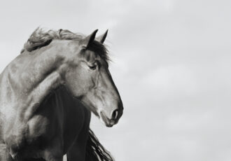 black and white photo of a suffolk horse
