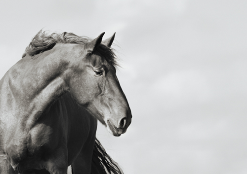 black and white photo of a suffolk horse