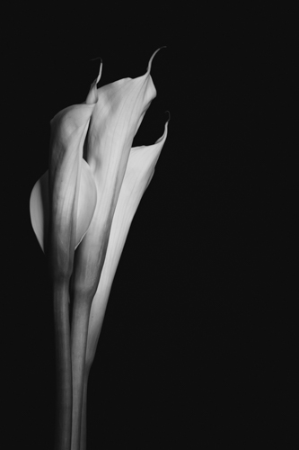photo of a bunch of calla lilies
