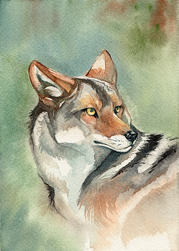 painting of a coyote