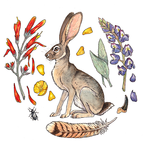illustration of a jackrabbit
