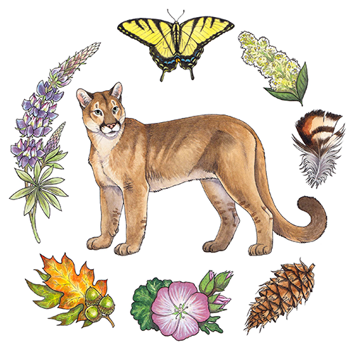 illustration of a mountain lion