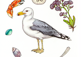 illustration of a seagull