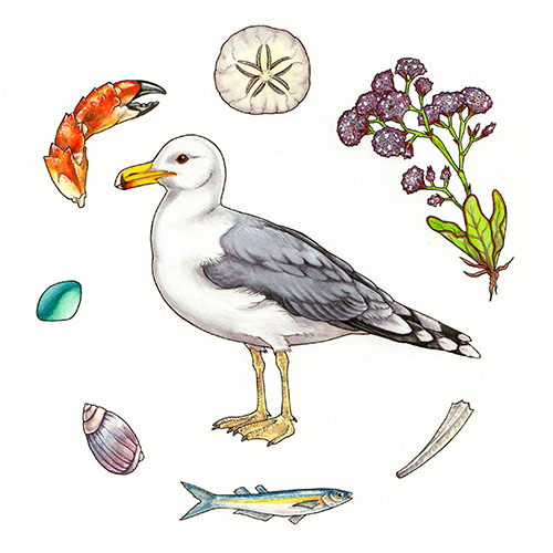 illustration of a seagull