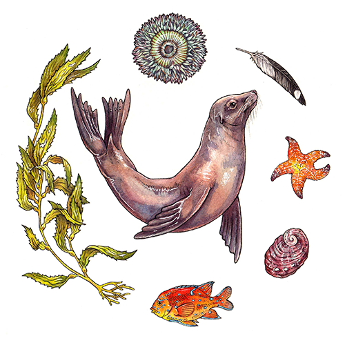 illustration of a seal