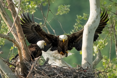 Photo of Bald Eagle nest
