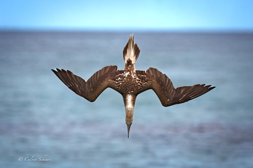 photo of a Blue Footed Booby bird