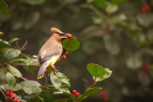 cedar waxwing