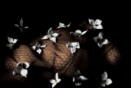 mysterious photo dogwood flowers on a sofa