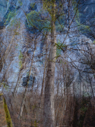 layered nature photography tree image