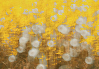 floral abstract photo