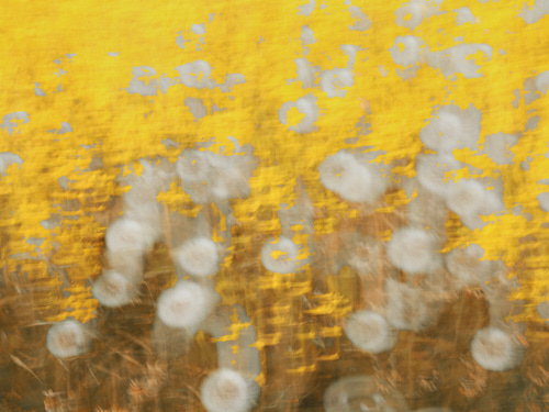 floral abstract photo