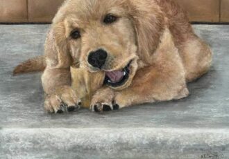 pastel portrait of a golden retriever pup