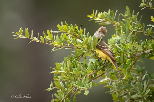 Great crested flycatcher