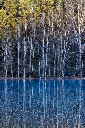 fine art nature photo